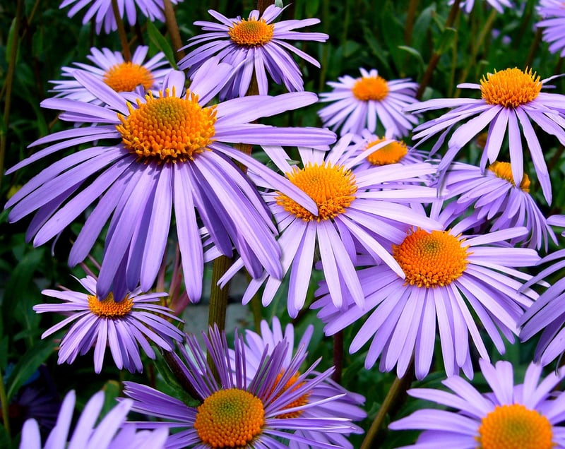 Outdoor Plants