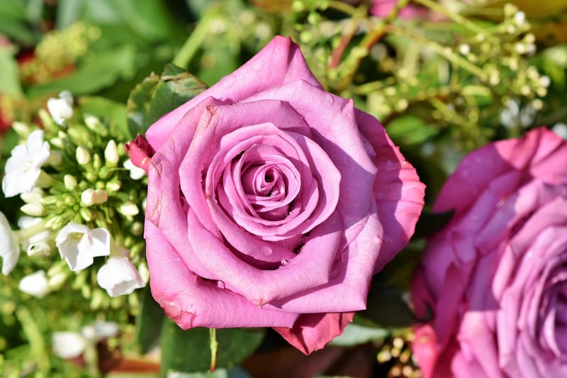 Climbing Roses