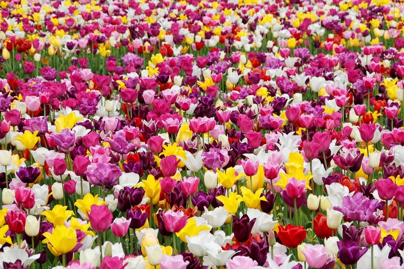 Netherlands Tulip Field