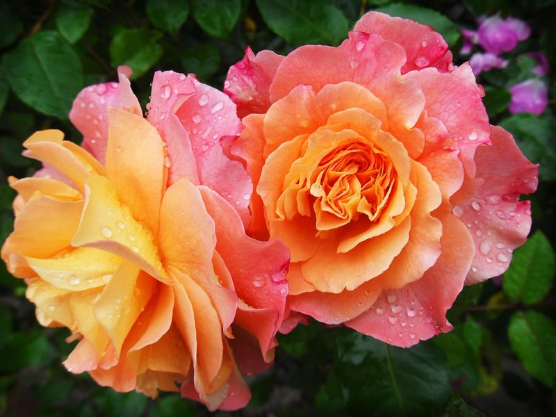Horticulture Services