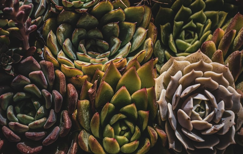Vertical Succulent Garden